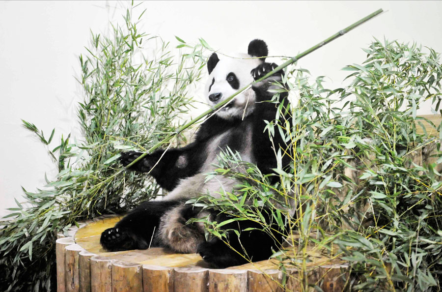 Гигантская панда по кличке Ян Гуан жует бамбуковые стебли в своем новом доме в Эдинбургском зоопарке. © Handout/Rob McDougall/Reuters