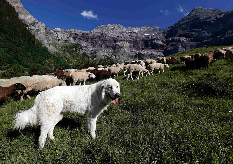 Пиренейские горные собаки. Фоторепортаж