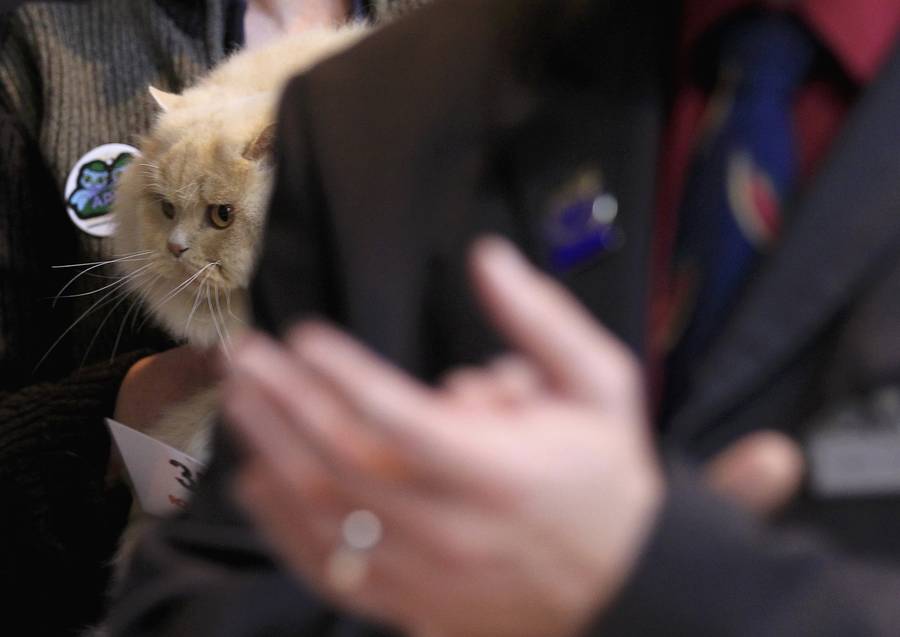 Участники международной выставки кошек в бельгийском городе Флерус 28 января. © Yves Herman/Reuters