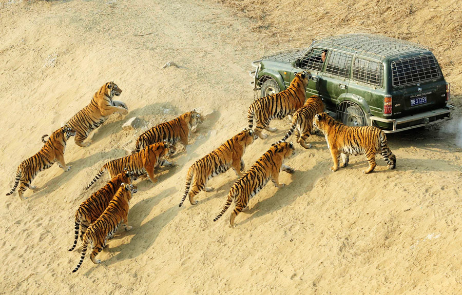 Амурские тигры ждут еды у автомобиля смотрителя в заповеднике недалеко от Харбина в Китае. © Sheng Li/Reuters