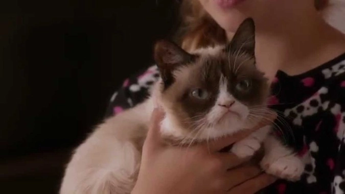 Трейлер к фильму о Grumpy Cat собирает миллионы просмотров