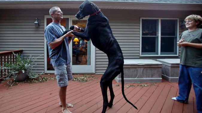 Скончалась самая высокая собака в мире