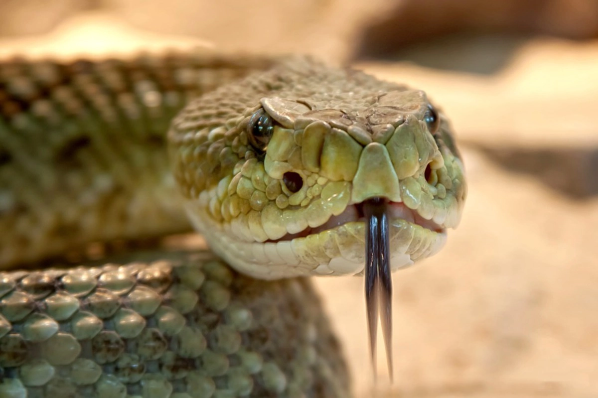 Ученые объяснили, как отрубленная голова змеи смогла укусить мужчину