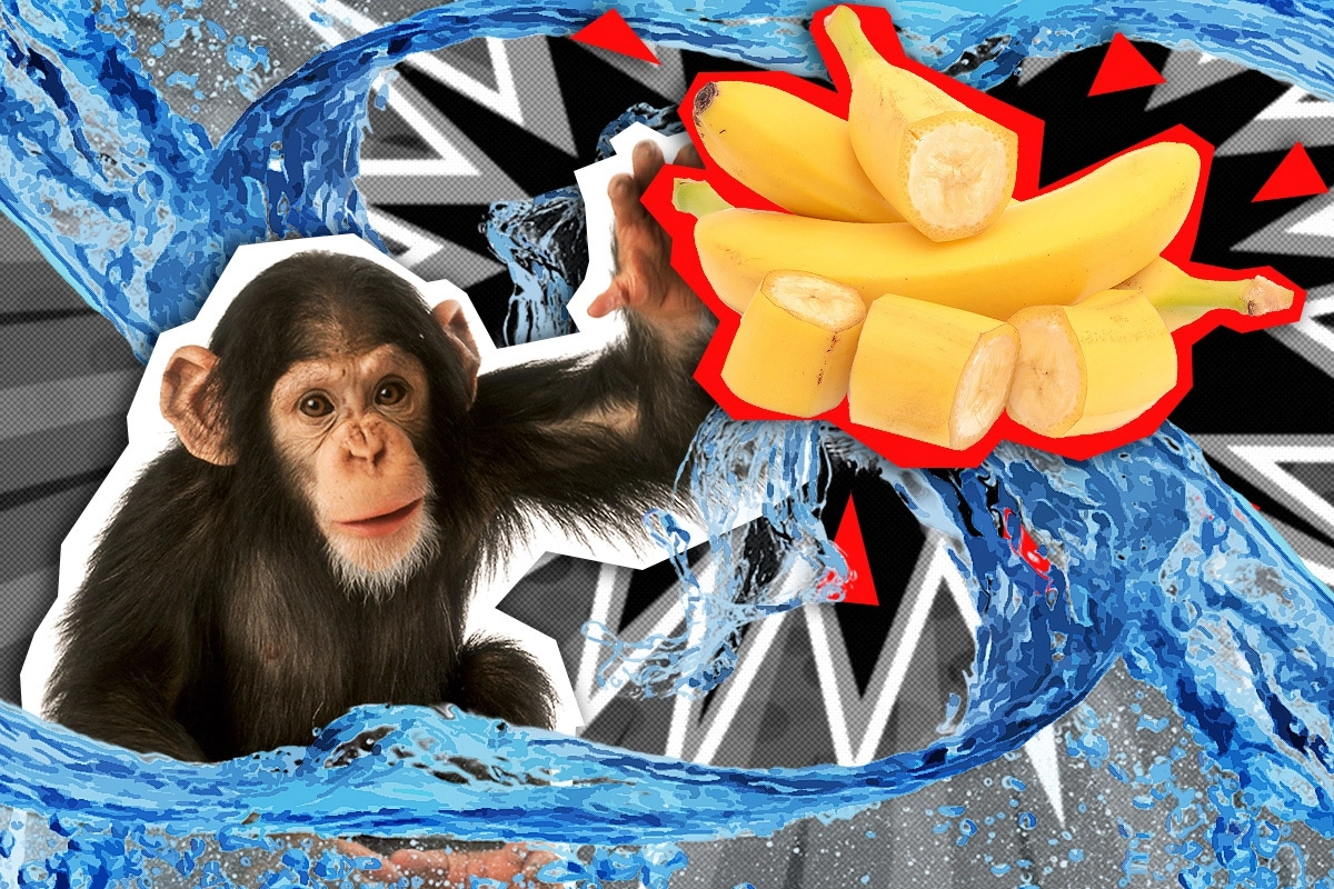 Бот обезьяна. Ученый шимпанзе. Эксперимент шимпанзе с конфетой. Эксперимент с мартышками, которых обливали водой за банан.