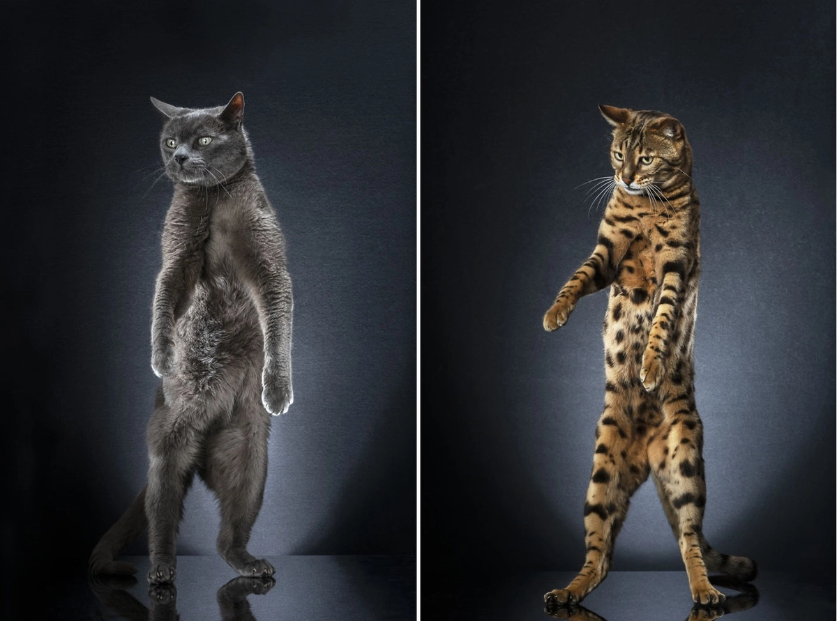 Коты на задних лапах: 10+ смешных снимков от фотографа-кошатника