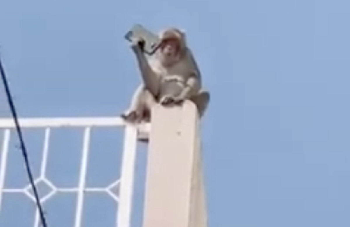 Хитрая обезьяна потребовала выкуп за украденный у туриста телефон