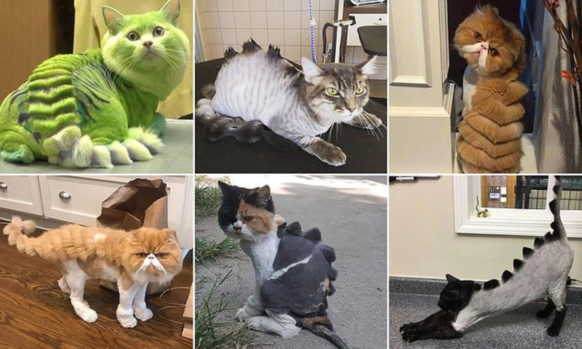 Кот-дракон: 10+ необычных кошачьих стрижек, которые вы захотите повторить