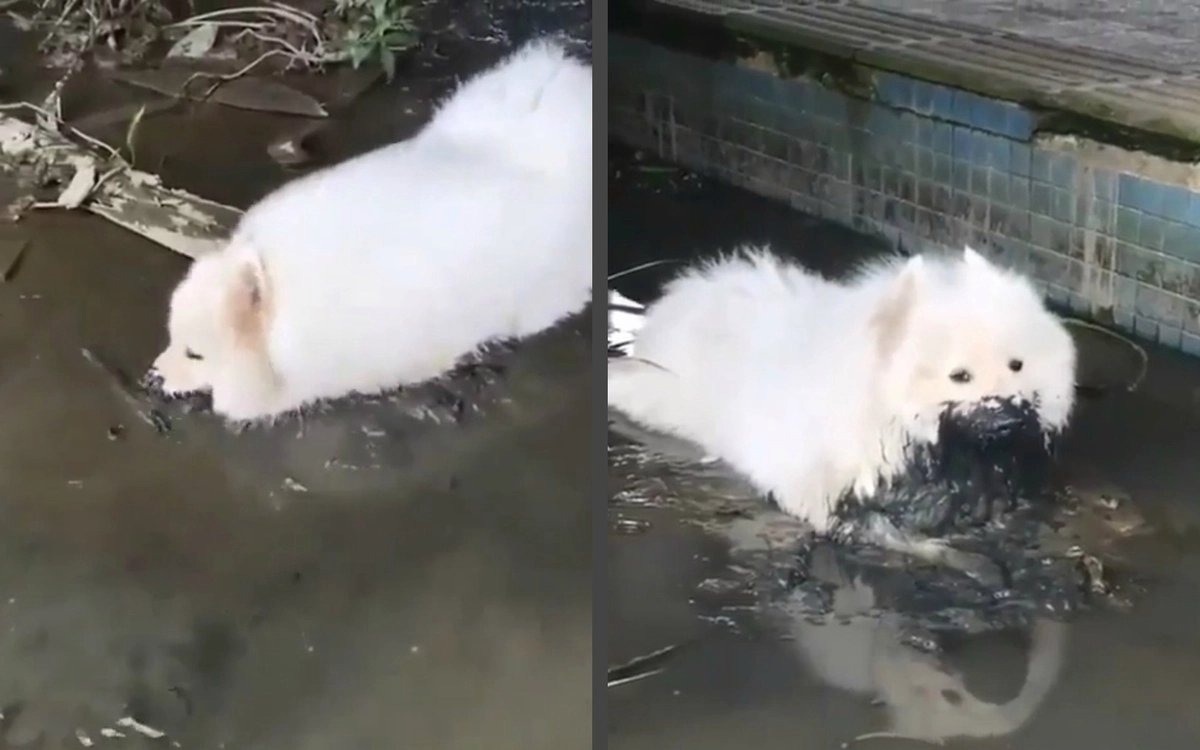 Свинопес: снежно-белая собака измазалась в грязи по самое не хочу