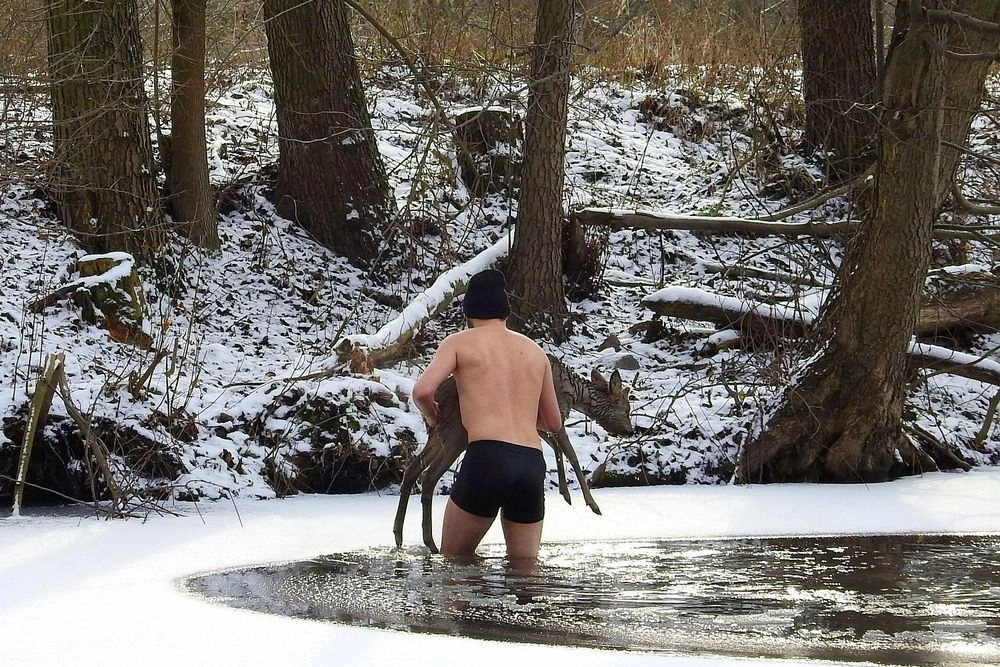 Неизвестный мужчина вытаскивает оленя из озера.