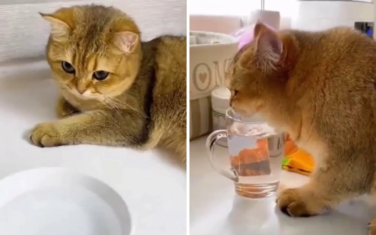 Девушка поделилась лайфхаком, который поможет приучить кошку пить воду