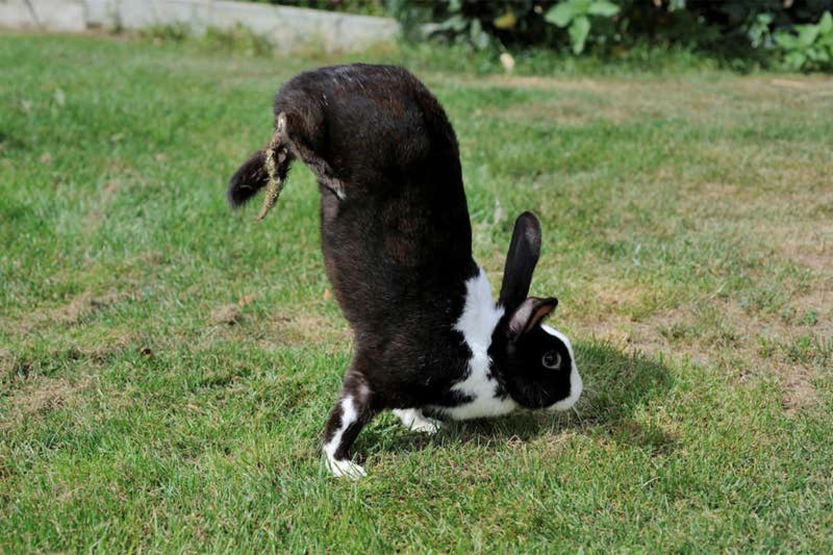 Генетики выяснили, почему некоторые кролики ходят на передних лапах