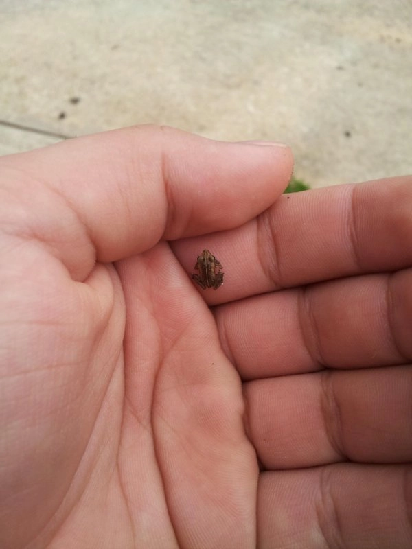 “Вы когда-нибудь видели настолько маленькую лягушку?” 