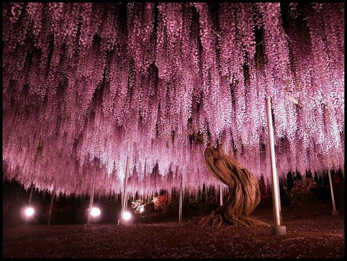 150-летнее дерево глицинии в цветочном парке в Японии. 
