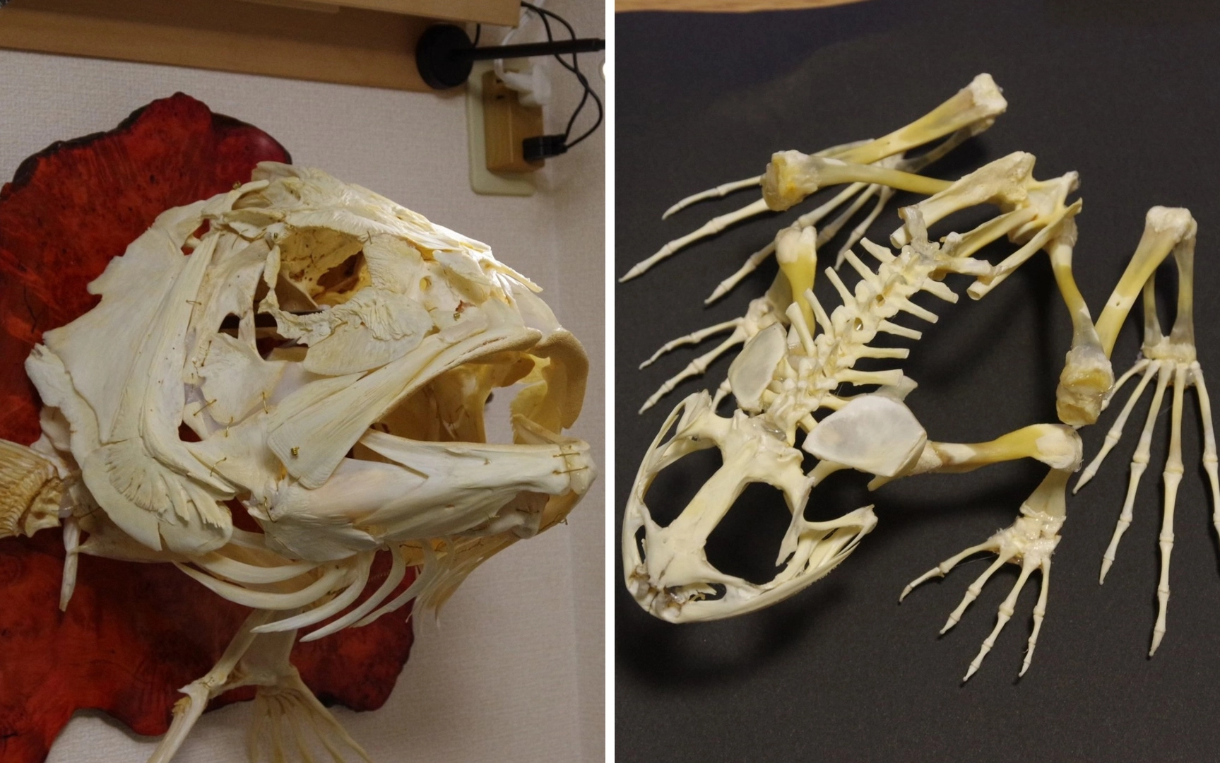 Облегченный скелет. Скелет лягушки", "скелет птицы.". Скелет курицы. Строение скелета курицы. Скелет большой птицы.