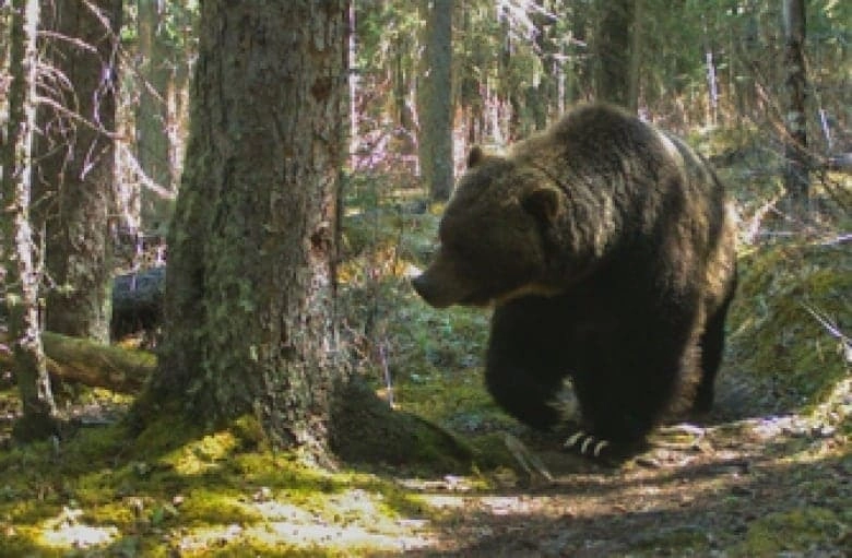 В Канаде живёт медведь по прозвищу Босс. За свою жизнь он съел двух чёрных медведей и пережил столкновение с поездом, однако никогда не вел себя агрессивно по отношению к людям. 