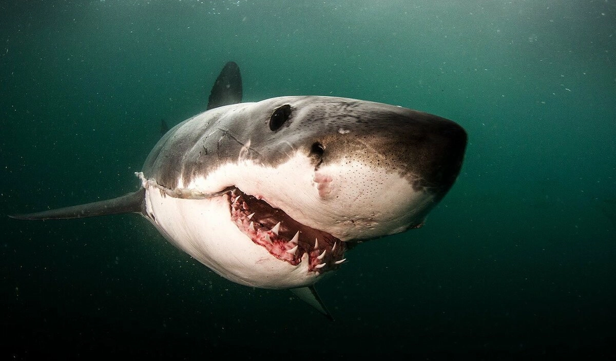 У акул каждые две недели вырастают новые зубы, чтобы заменить изношенные. За всю жизнь акула может поменять от 20 до 40 тысяч зубов. 