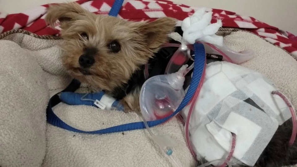 Храброй собачке крепко досталось: она получила около возьми крупных ран, и ей потребовалась операция.