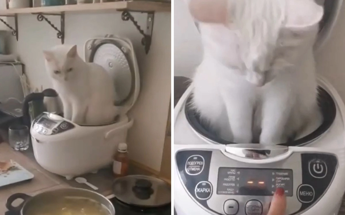 Суп с котом: девушка показала, как приготовить уникальное блюдо