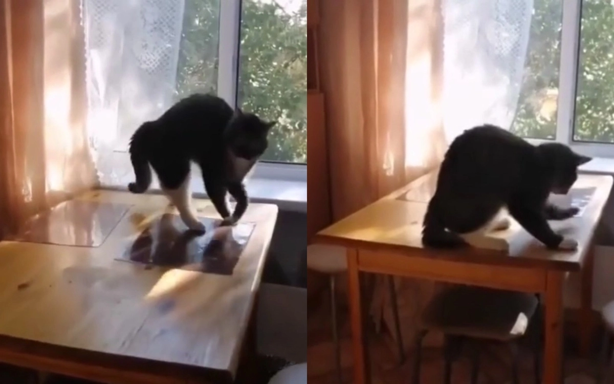 Сколько страсти»: танцующий на столе кот сразил соцсети наповал