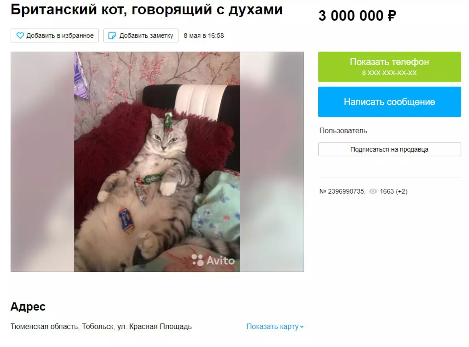 В Сибири на Avito на продажу выставили британского шаманского кота