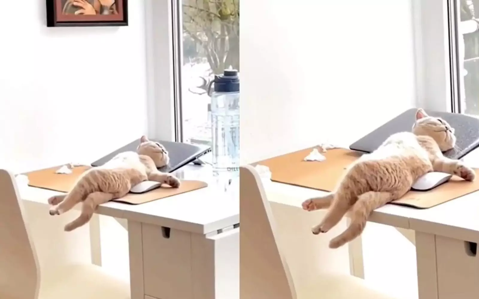 Все, у меня выходные»: кот забил на работу и уснул на письменном столе
