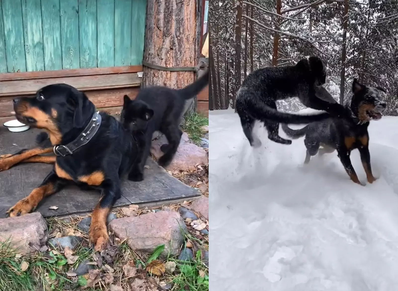 Пума луна и ротвейлер