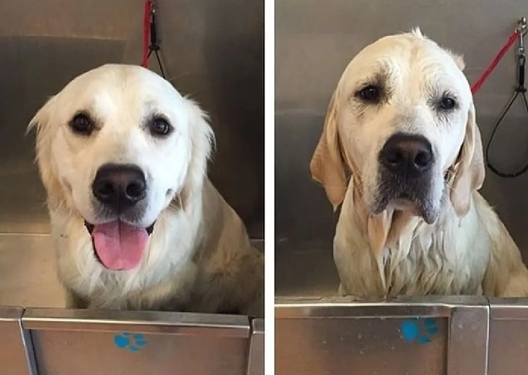 how to shave labrador