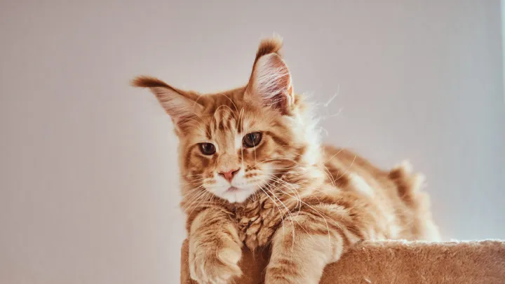 Большая кошка дома: стоит ли заводить мейн-куна, его плюсы и минусы