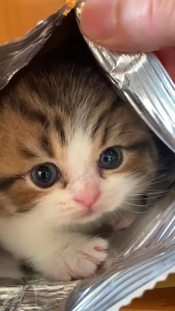 15 фото маленьких котят, которые не оставят шанса плохому настроению